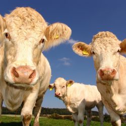 EIT Food Test Farms – przetestuj profesjonalnie swoją innowację dla rolnictwa
