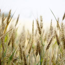 EIT Food Seedbed 2021 – dołącz do programu wsparcia innowatorów w branży rolno-spożywczej