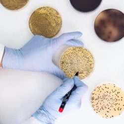 Spotkanie brokerskie dla producentów żywności na temat oceny jakości żywności mikrobiologicznej oraz sensorycznej